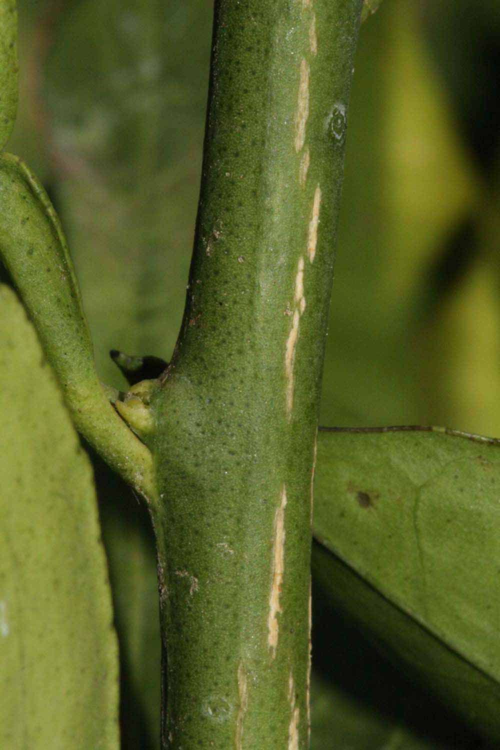            First year twig (Riverside, CA)   